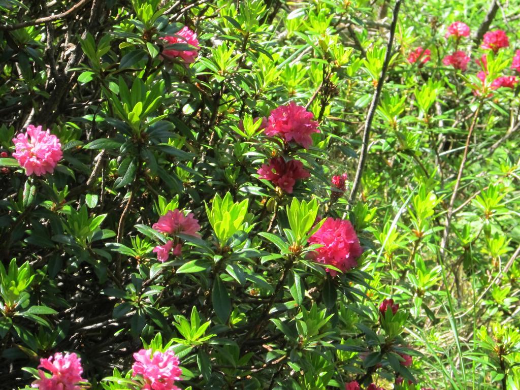 Cervino Valley House Rododendro ブレウイル・チェルヴィナイア エクステリア 写真